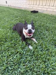 Reunited Male Dog last seen Gas station on Barker Cypress and Wesf Little York, Houston, TX 77084