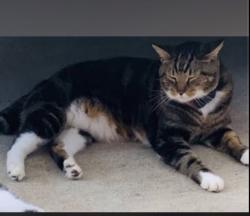 Lost Male Cat last seen granite loop and stonecreek way, Wesley Chapel, FL 33544