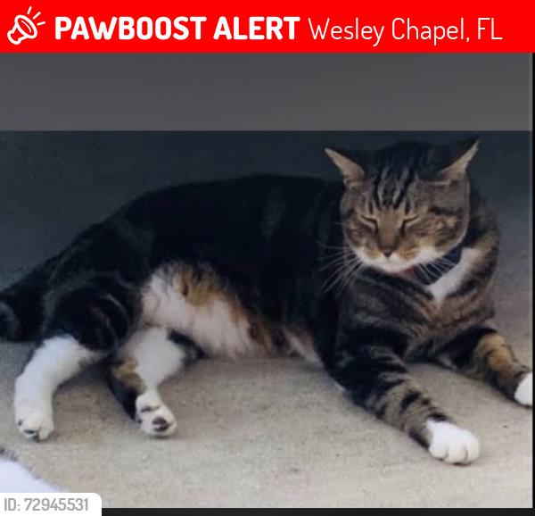 Lost Male Cat last seen granite loop and stonecreek way, Wesley Chapel, FL 33544