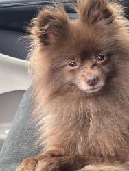 Reunited Male Dog last seen Near Asheville Hwy, Boiling Springs, SC 29316, USA, Boiling Springs, SC 29316