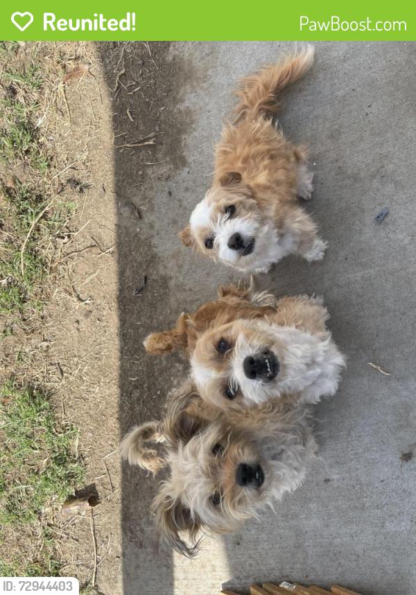 Reunited Female Dog last seen Wapato Cathedral, Wapato High School, Wapato, WA 98951