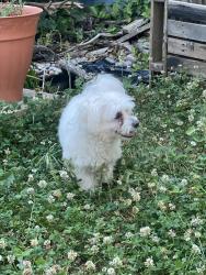 Found/Stray Male Dog last seen Forest Hill Swimming Pools, Greater London, England SE23 3HT