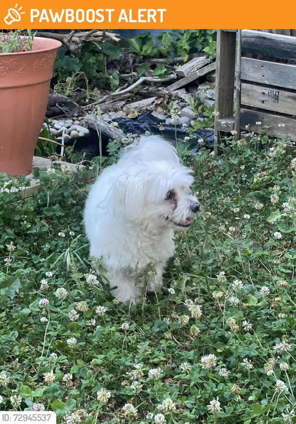 Found/Stray Male Dog last seen Forest Hill Swimming Pools, Greater London, England SE23 3HT
