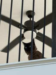 Reunited Male Cat last seen Gladeside Ave & Sorrel Mews, Frisco, TX 75034