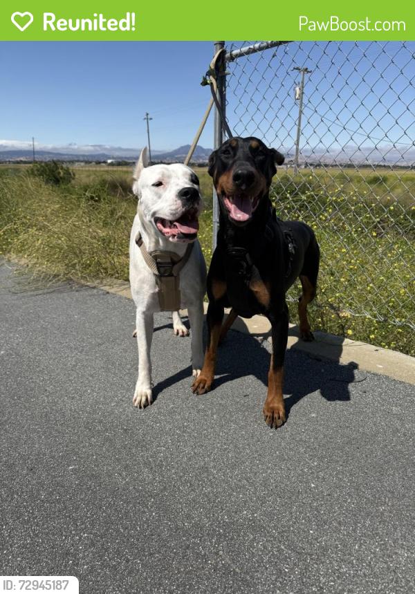 Reunited Female Dog last seen Main Street , Oakley, CA 94561