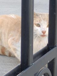 Found/Stray Male Cat last seen Q St and Banning Blvd, near Banning High School, Los Angeles, CA 90744