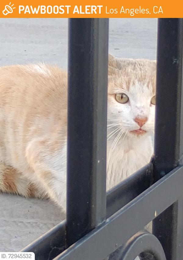 Found/Stray Male Cat last seen Q St and Banning Blvd, near Banning High School, Los Angeles, CA 90744