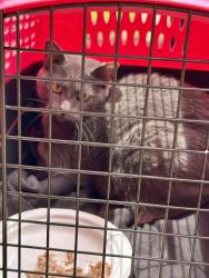 Reunited Female Cat last seen Luxbury Court in Winston Salem NC, Winston-Salem, NC 27104
