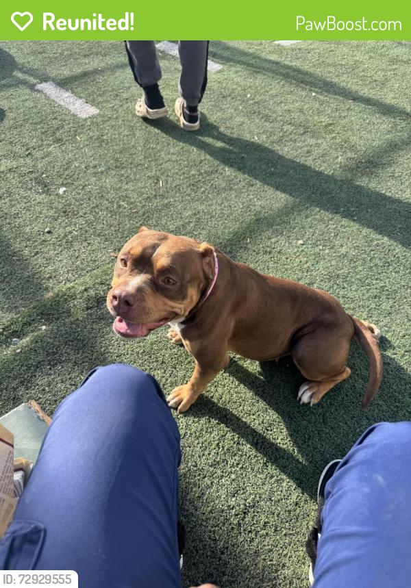 Reunited Female Dog last seen Brownsville elementary, Bartlett, TN 38134