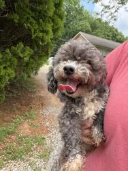 Reunited Female Dog last seen Rotary Park , Clarksville, TN 37043