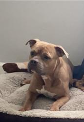 Reunited Male Dog last seen Nicholas pkwy and pine island , Cape Coral, FL 33991