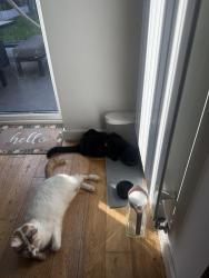Reunited Male Cat last seen Hawkewood road , Surrey, England TW16