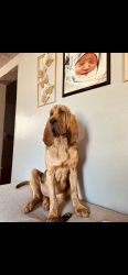 Lost Female Dog last seen Gibson/broadway, Albuquerque, NM 87102