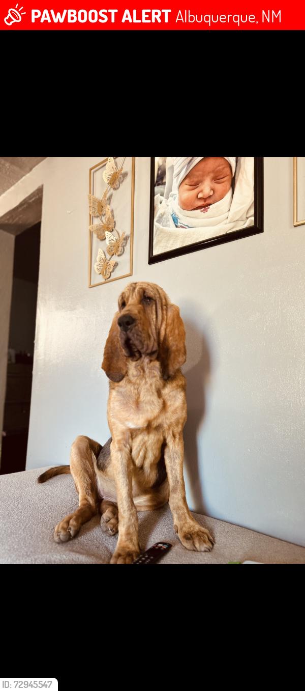 Lost Female Dog last seen Gibson/broadway, Albuquerque, NM 87102