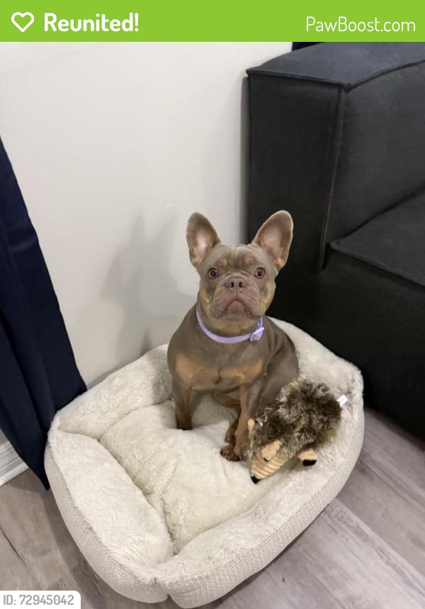 Reunited Female Dog last seen Is a community and have lakes around, Plant City, FL 33565