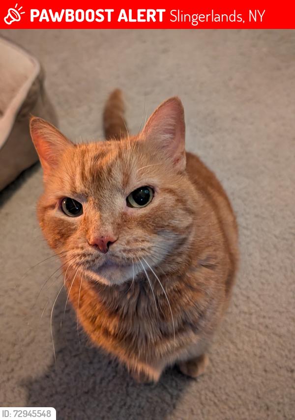 Lost Male Cat last seen Forest haven drive, Slingerlands, NY 12159