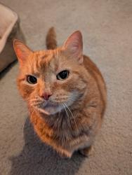 Lost Male Cat last seen Forest haven drive, Slingerlands, NY 12159