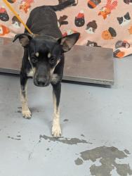 Shelter Stray Female Dog last seen , NM , Los Lunas, NM 87031
