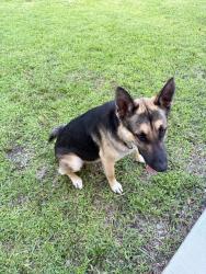 Found/Stray Male Dog last seen Spring lake dr, Mesquite, TX 75149