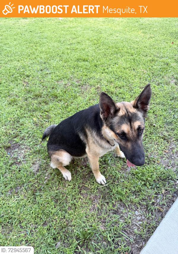 Found/Stray Male Dog last seen Spring lake dr, Mesquite, TX 75149