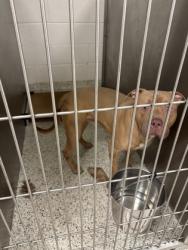 Shelter Stray Male Dog last seen Godby Rd, GA 30349, Atlanta, GA 30336