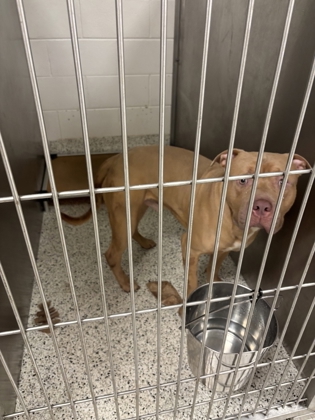Shelter Stray Male Dog last seen Godby Rd, GA 30349, Atlanta, GA 30336
