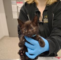 Shelter Stray Female Cat last seen Gaston County, NC 28034, Gastonia, NC 28052