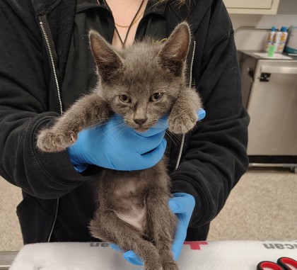 Shelter Stray Male Cat last seen Gaston County, NC 28034, Gastonia, NC 28052