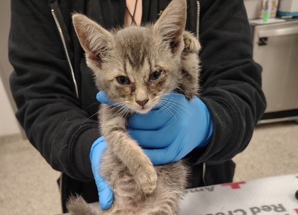 Shelter Stray Female Cat last seen Gaston County, NC 28034, Gastonia, NC 28052