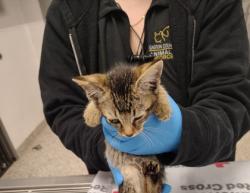 Shelter Stray Female Cat last seen Gaston County, NC 28034, Gastonia, NC 28052