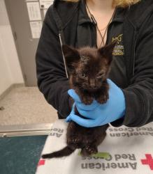 Shelter Stray Male Cat last seen Gaston County, NC 28034, Gastonia, NC 28052