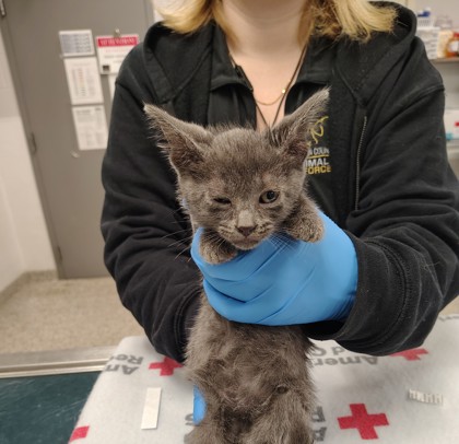 Shelter Stray Male Cat last seen Gaston County, NC 28034, Gastonia, NC 28052