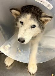 Shelter Stray Female Dog last seen Near Melbourne Court Tucker, 30084, 30084, GA, Atlanta, GA 30341
