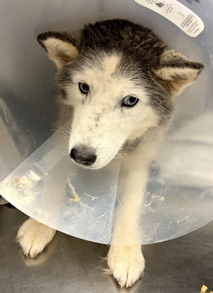 Shelter Stray Female Dog last seen Near Melbourne Court Tucker, 30084, 30084, GA, Atlanta, GA 30341