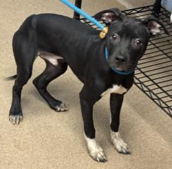 Shelter Stray Male Dog last seen Near Oakwood Mnr, Decatur, GA 30032, 30032, GA, Atlanta, GA 30341