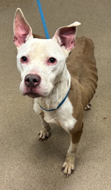 Shelter Stray Male Dog last seen Near Juliette Rd Stone Mountain, 30083, 30083, GA, Atlanta, GA 30341