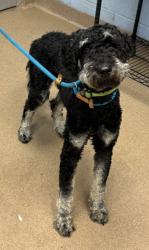 Shelter Stray Male Dog last seen Near Gladeview Parkway Stone Mountain, 30083, 30083, GA, Atlanta, GA 30341