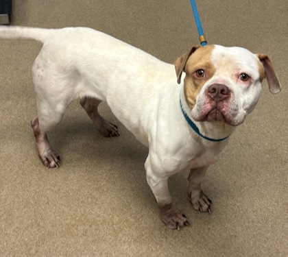 Shelter Stray Female Dog last seen , 30038, GA, Atlanta, GA 30341