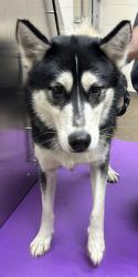 Shelter Stray Male Dog last seen Johns Island, SC 29455, North Charleston, SC 29406