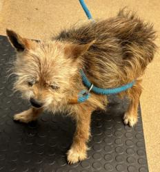 Shelter Stray Male Dog last seen Near BEXLEY DRIVE Stone Mountain, 30083, 30083, GA, Atlanta, GA 30341