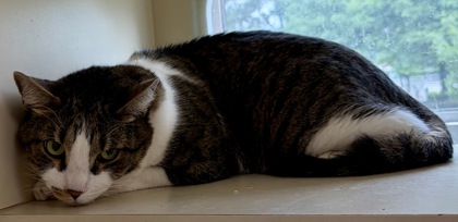 Shelter Stray Male Cat last seen Near Shadow Valley Ct, Lithonia, GA 30058, 30058, GA, Atlanta, GA 30341