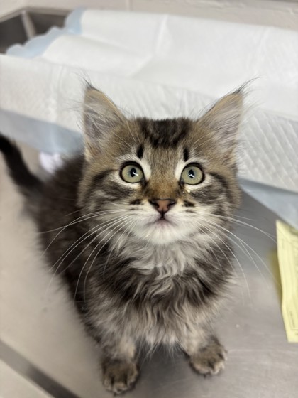 Shelter Stray Female Cat last seen Oakland, CA 94607, Oakland, CA 94601