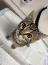 Shelter Stray Female Cat last seen Oakland, CA 94607, Oakland, CA 94601