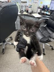 Shelter Stray Male Cat last seen New Bern, NC 28562, New Bern, NC 28562