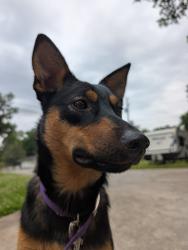 Found/Stray Female Dog last seen Technology , Rome, GA 30165
