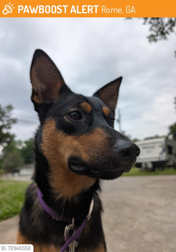 Found/Stray Female Dog last seen Technology, Rome, GA 30165