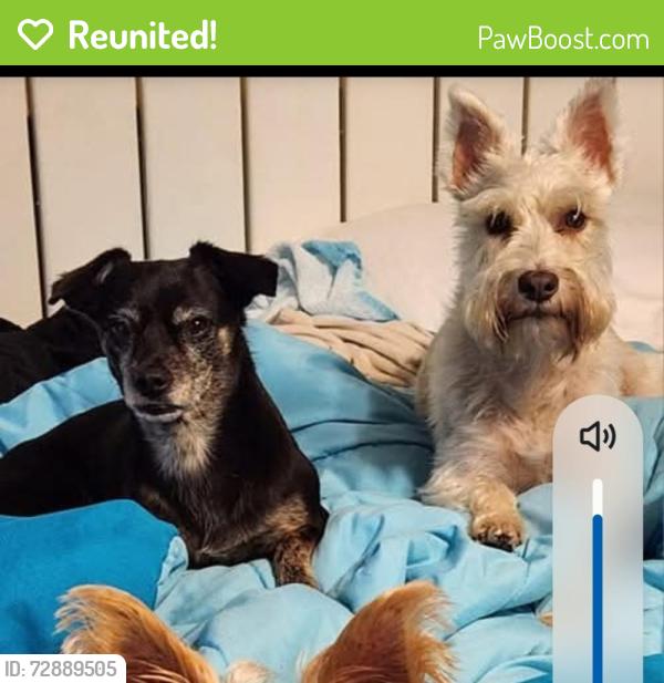 Reunited Female Dog last seen Floresta and crosstown, Port St. Lucie, FL 34983