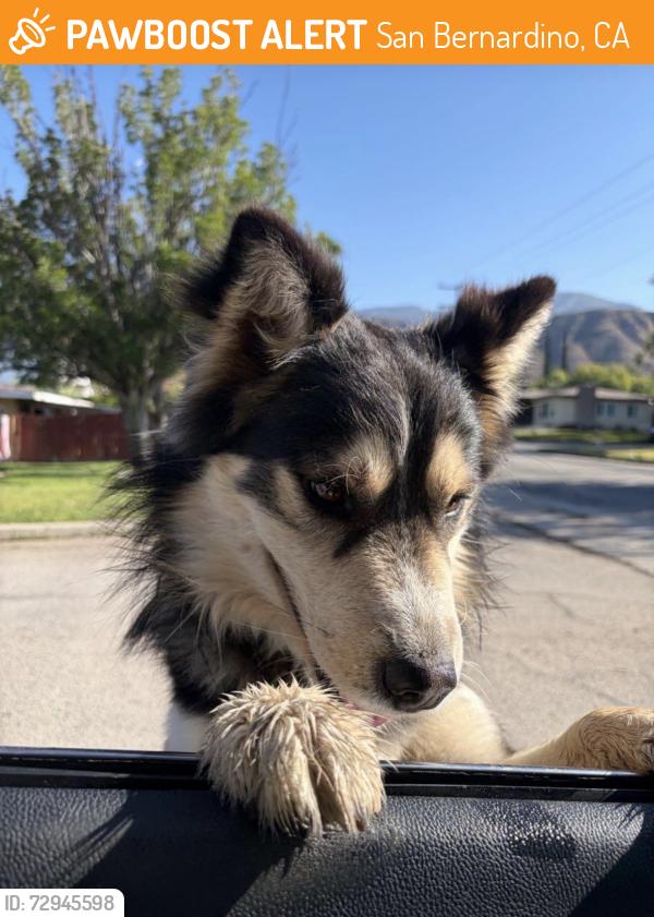 Found/Stray Unknown Dog last seen 50th, San Bernardino, CA 92404