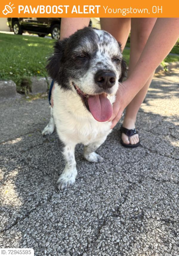 Found/Stray Male Dog last seen Meijers, Youngstown, OH 44512