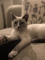 Reunited Female Cat last seen State Road S-11-146 and Old Stage Road, Chesnee, SC 29323